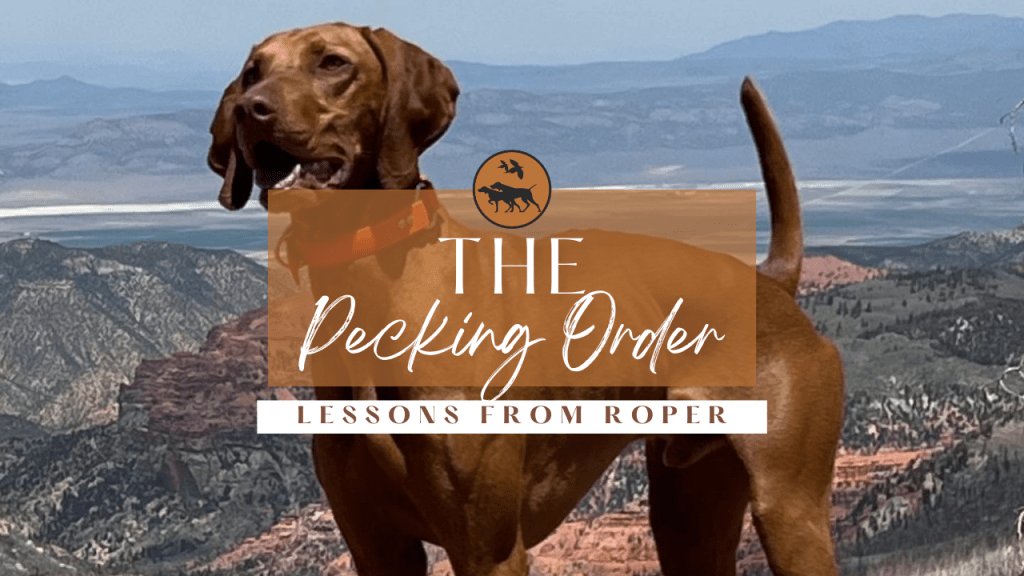 Lessons from Roper: The Pecking&nbsp;Order
